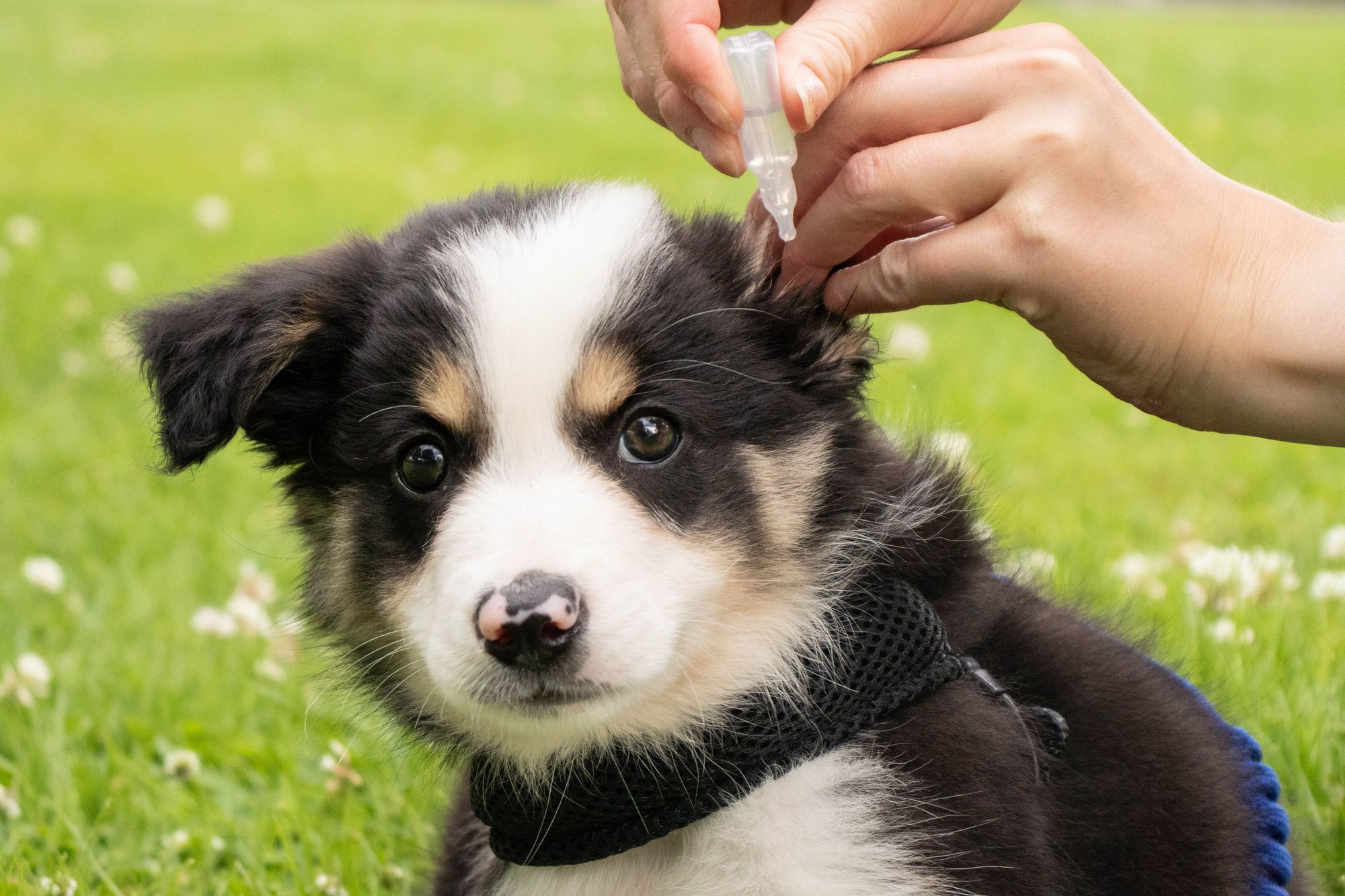 Home Remedies For Ear Mites in Dogs : https://blog.tryfi.com/