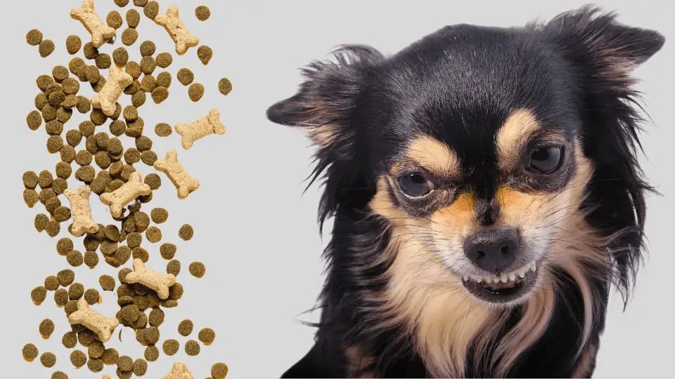 Food Aggression in dogs