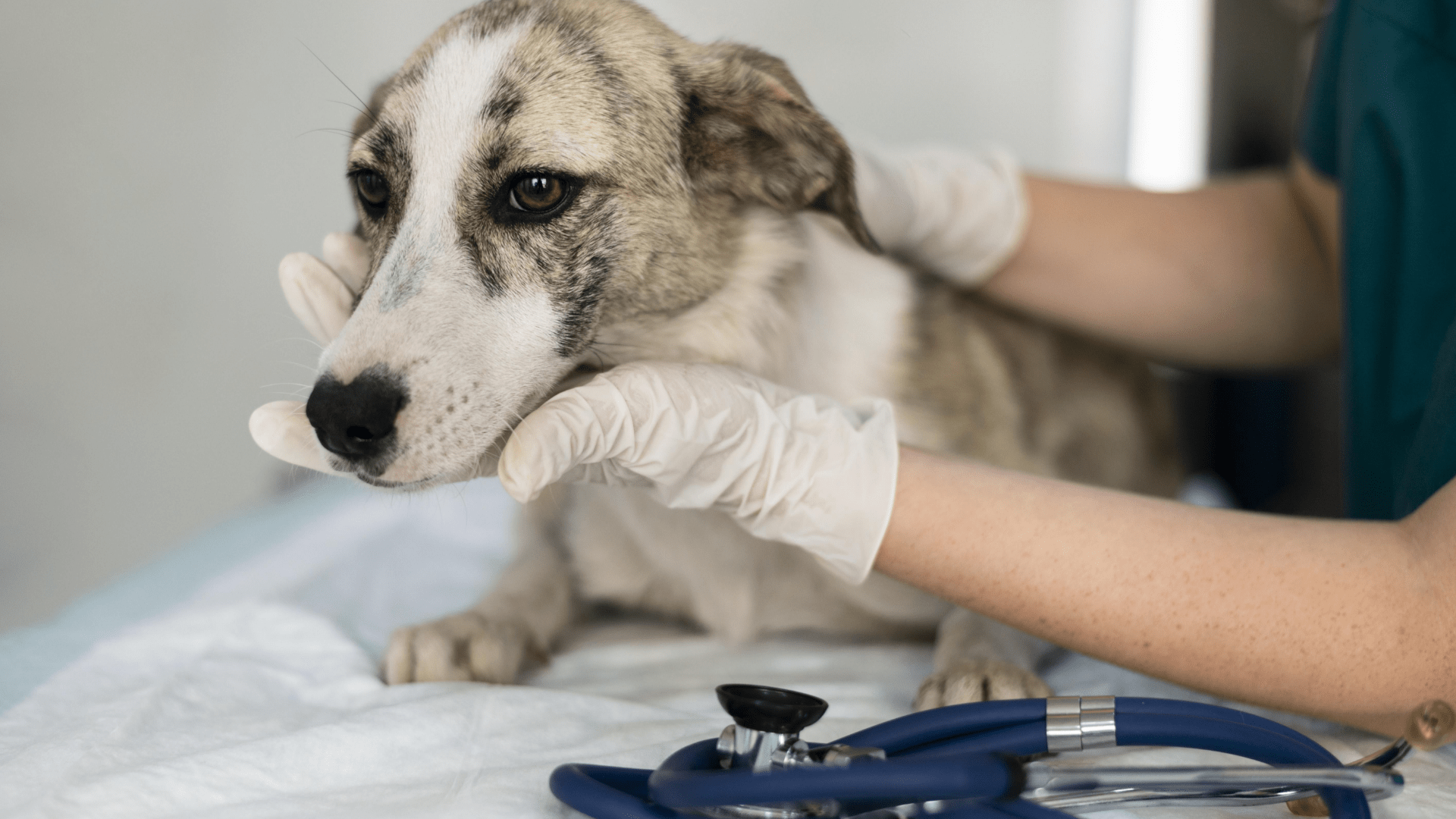 dog stitches vet care