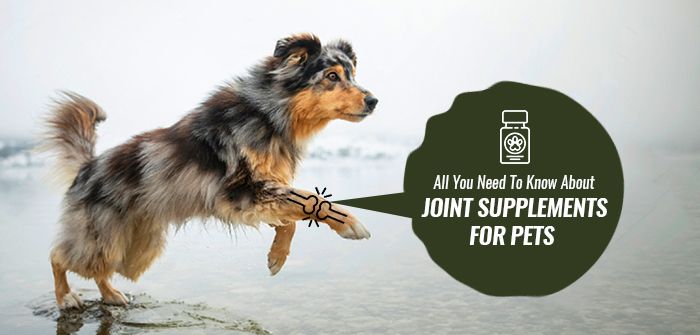 Joint supplements for pet