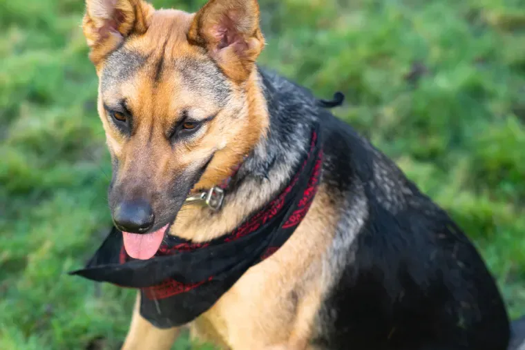 German Shepherd Hip Dysplasia