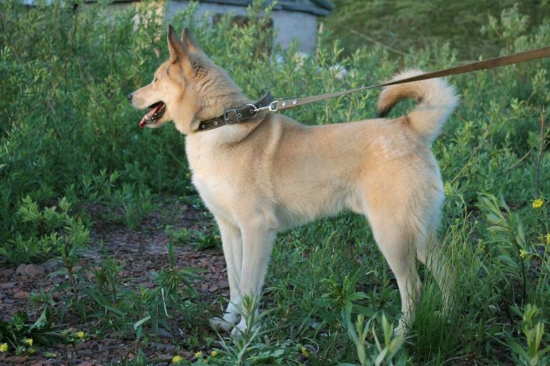 Norwegian Buhund Dog