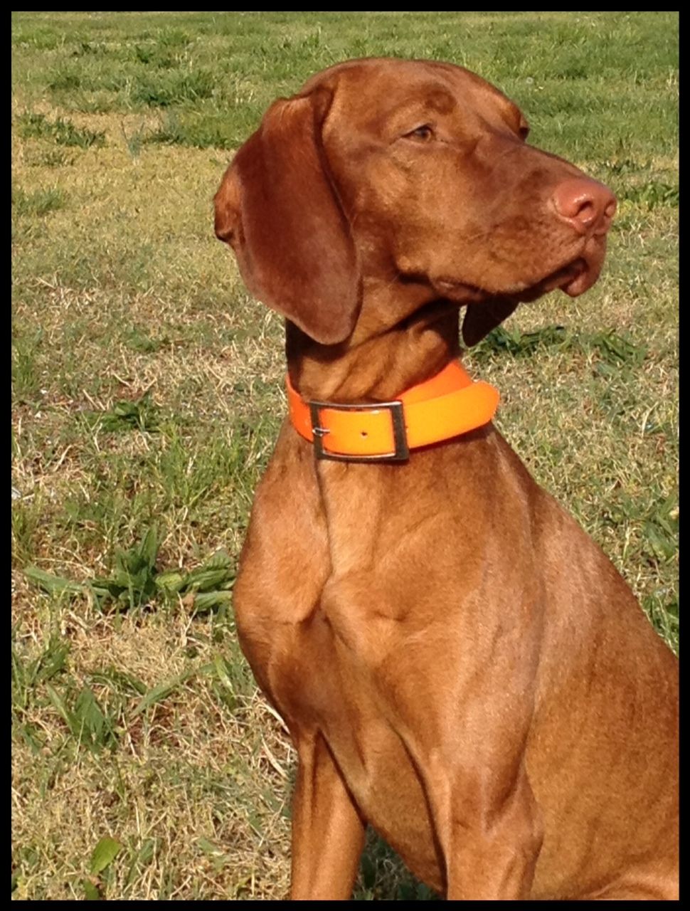 what does an orange collar on a dog mean
