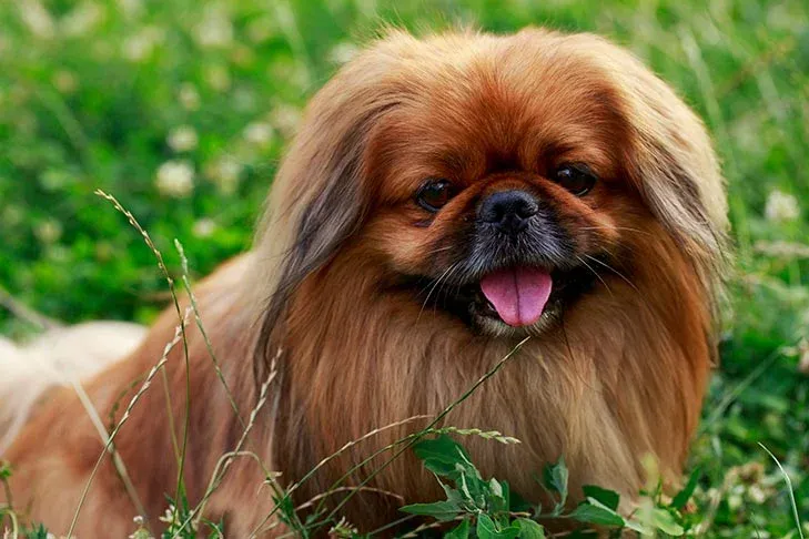 Pekingese Dog Breed
