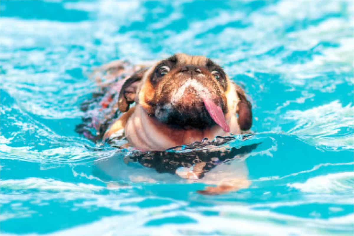 pug in water