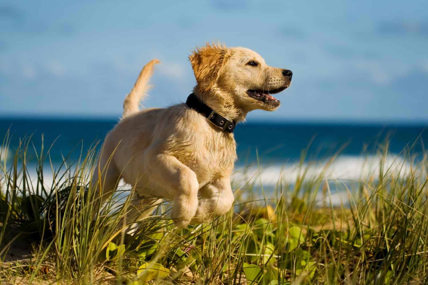Puppy playing near a beach