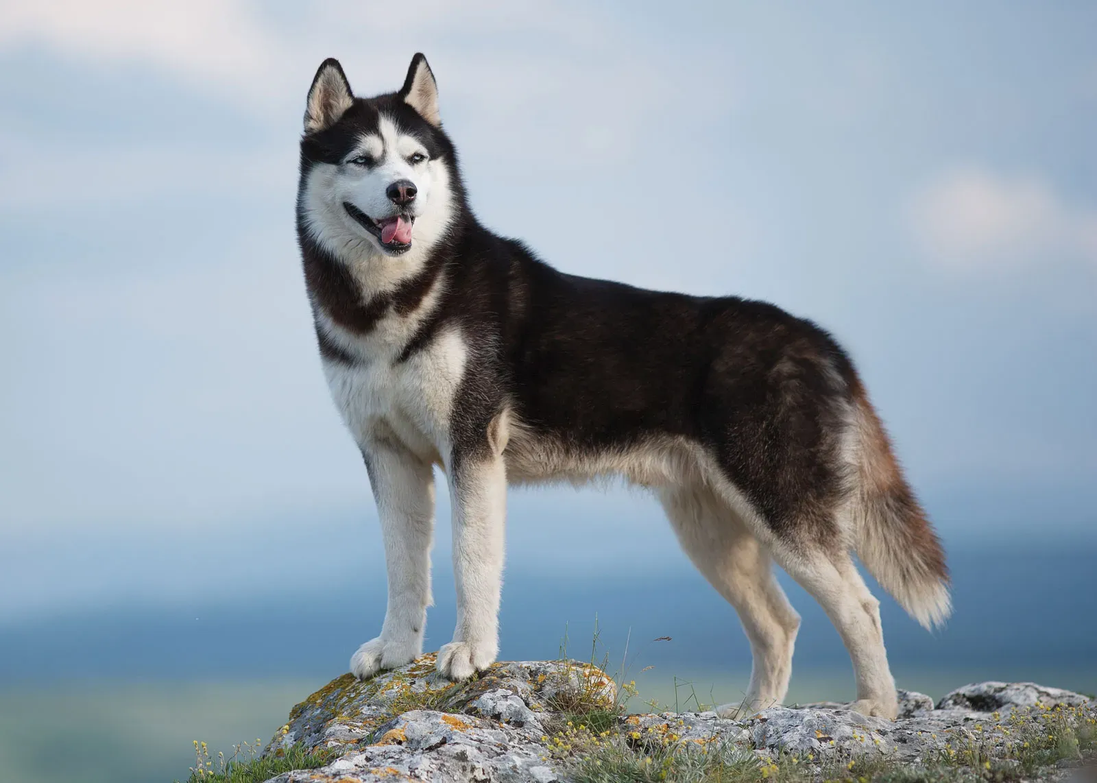 How Much Exercise Does a Husky Need