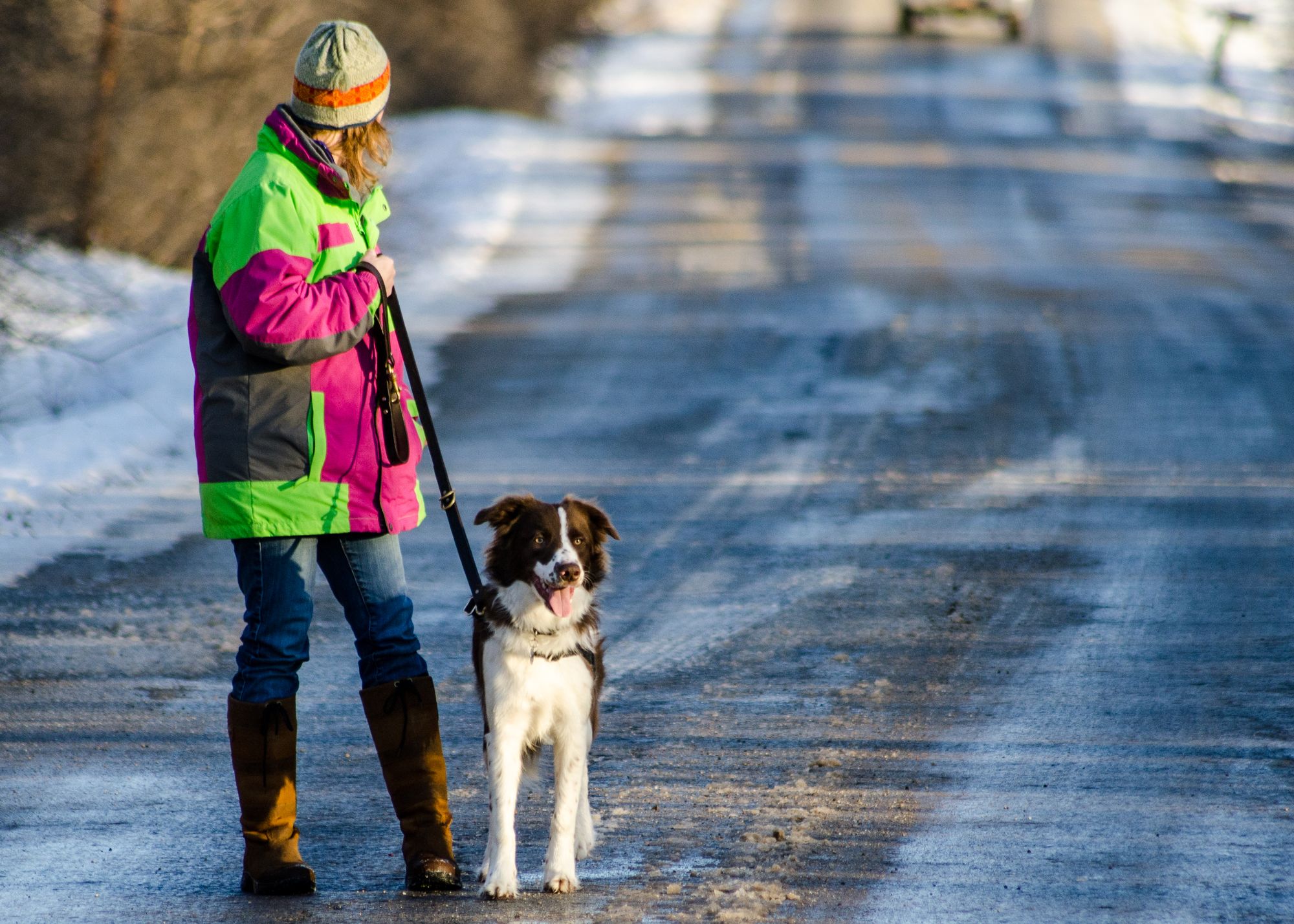 Socializing a Rescue Dog