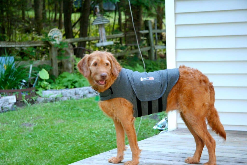 Thundershirt for Dogs