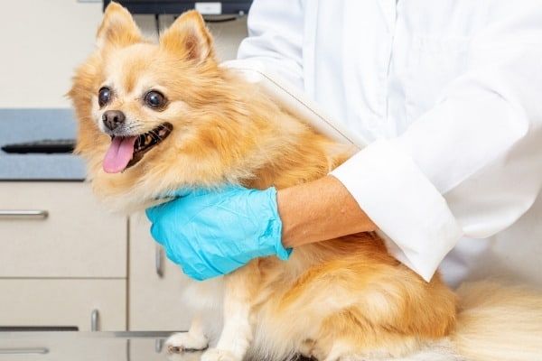 Can I feel the Microchip in My Dog?