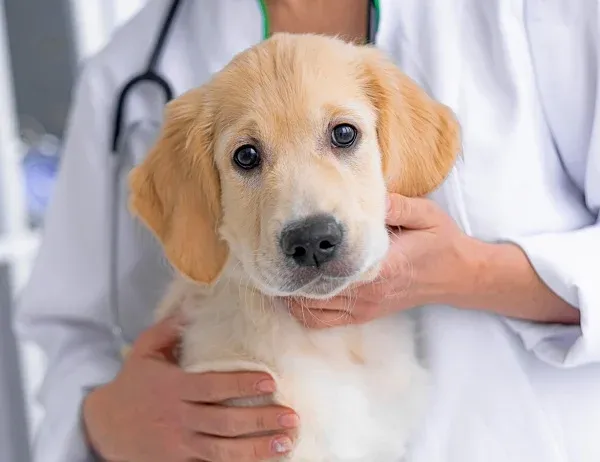 Easing Fear During Vet Visits: Tips for Calm Check-ups