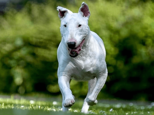 White English Terrier Dog