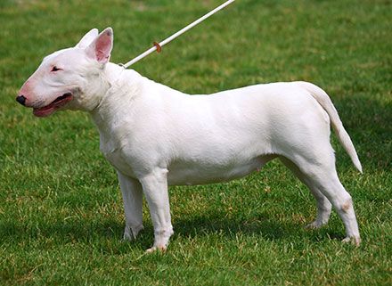 White English Terrier