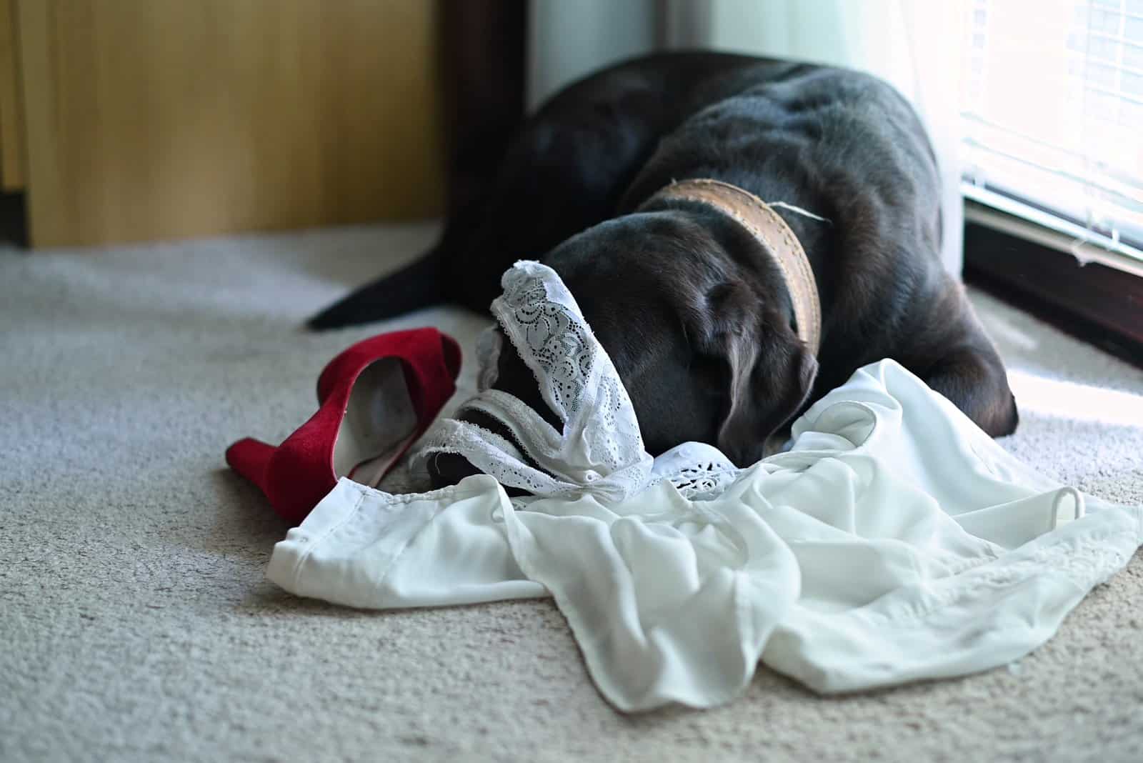 Dog Eating Underwear