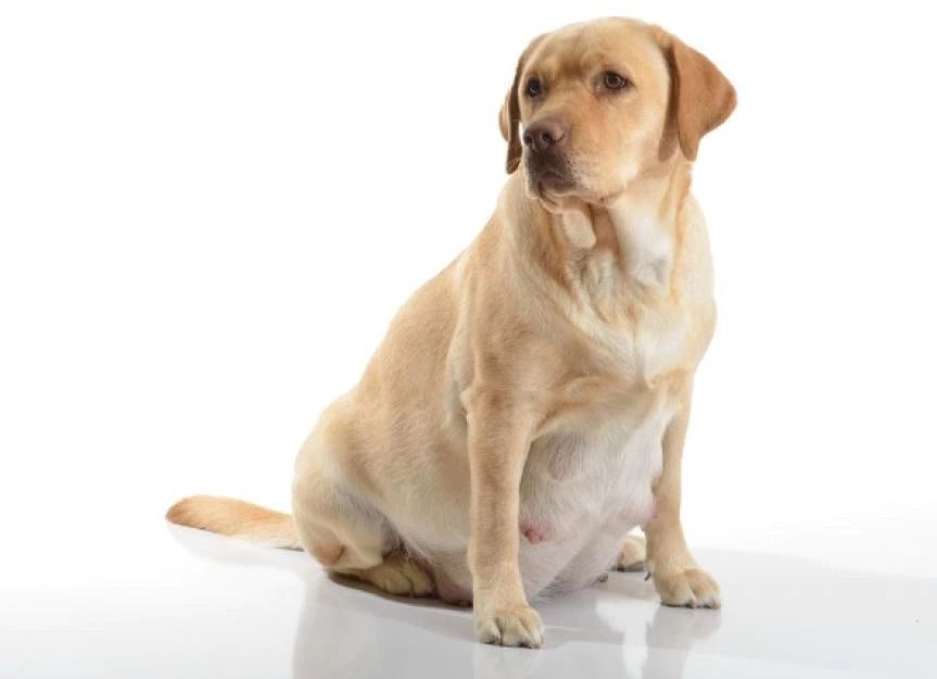 Phantom Pregnancy in Dogs