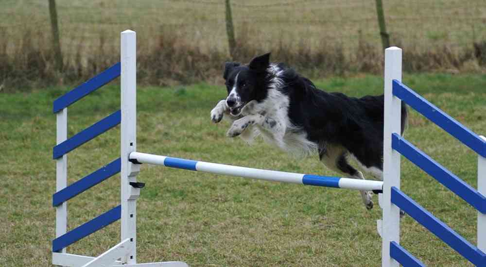 agility training equipment for dogs