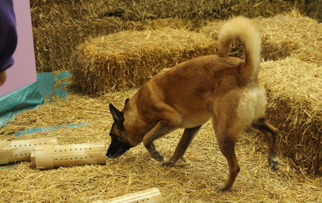 Barn Hunt Unleash Dogs Instincts and Enjoyment