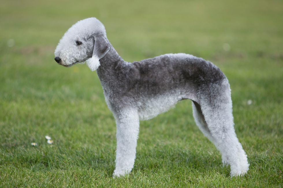 Bedlington Terrier dog breed