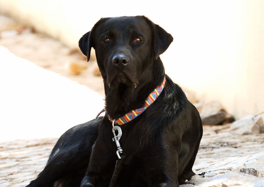 what color collar looks best on a black dog