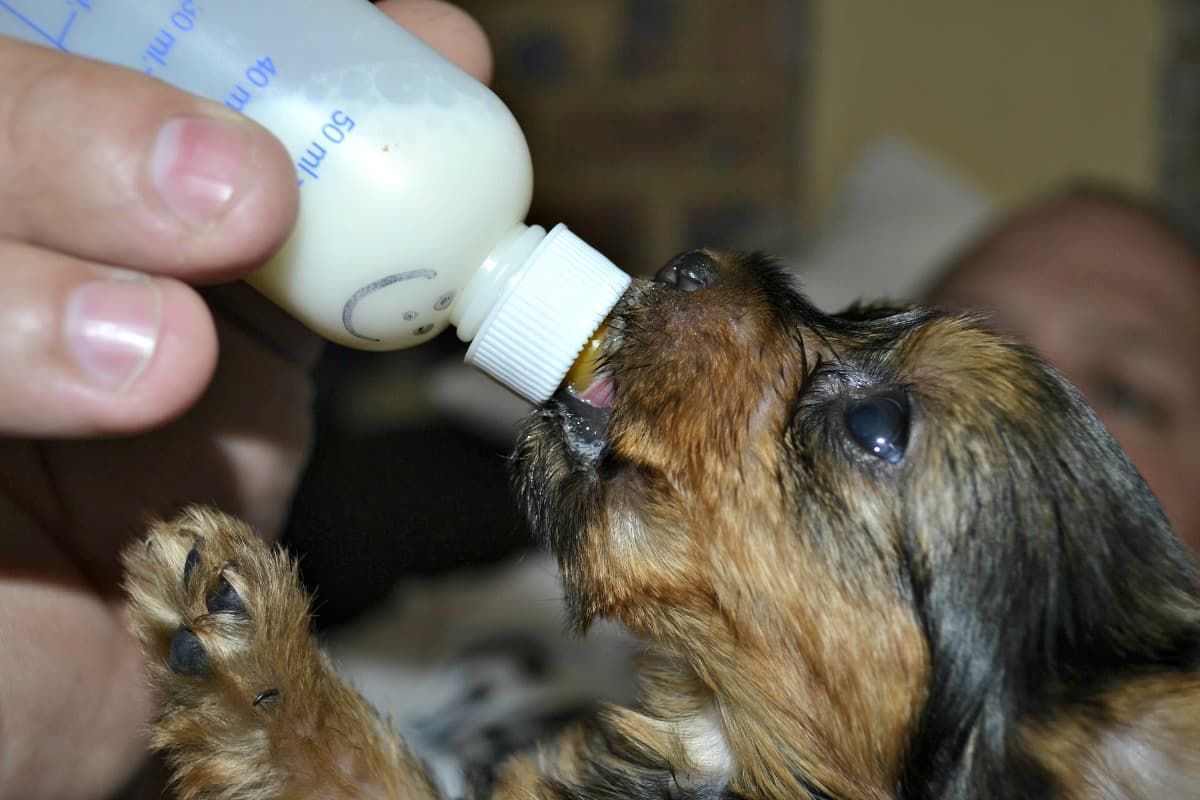 Bottle Feeding Small Puppy