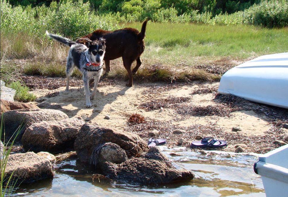 DogFriendly Cape Cod Your Ultimate Vacation Destination