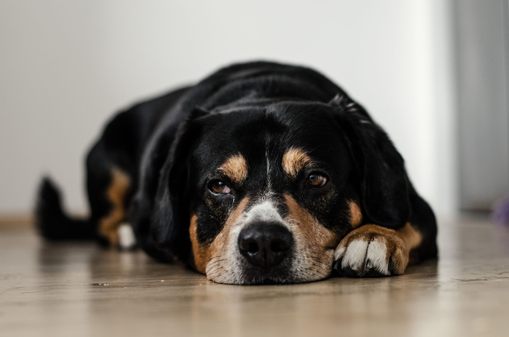 Comprehensive Guide to Common Dog Health Problems