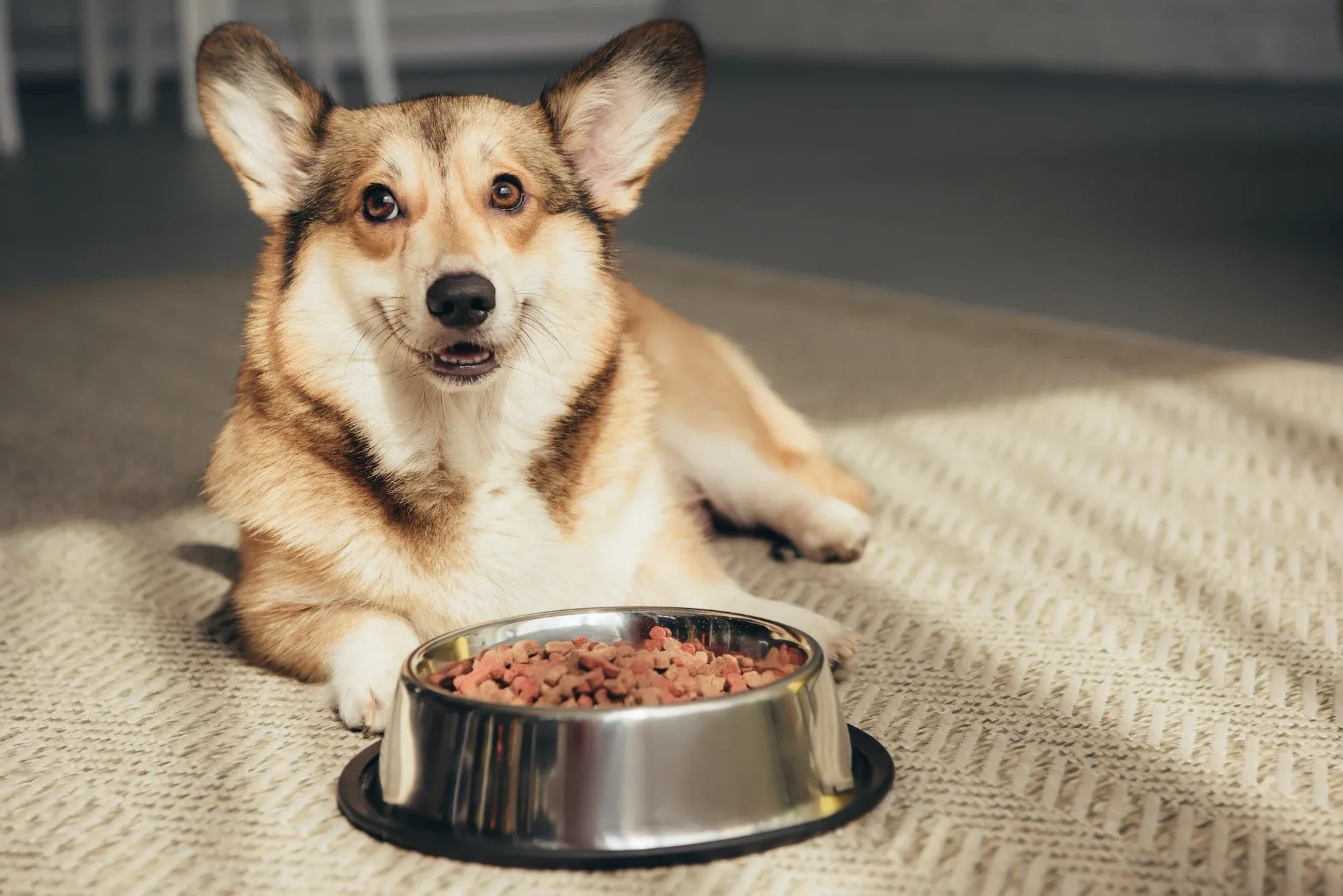 How long is dog food good for