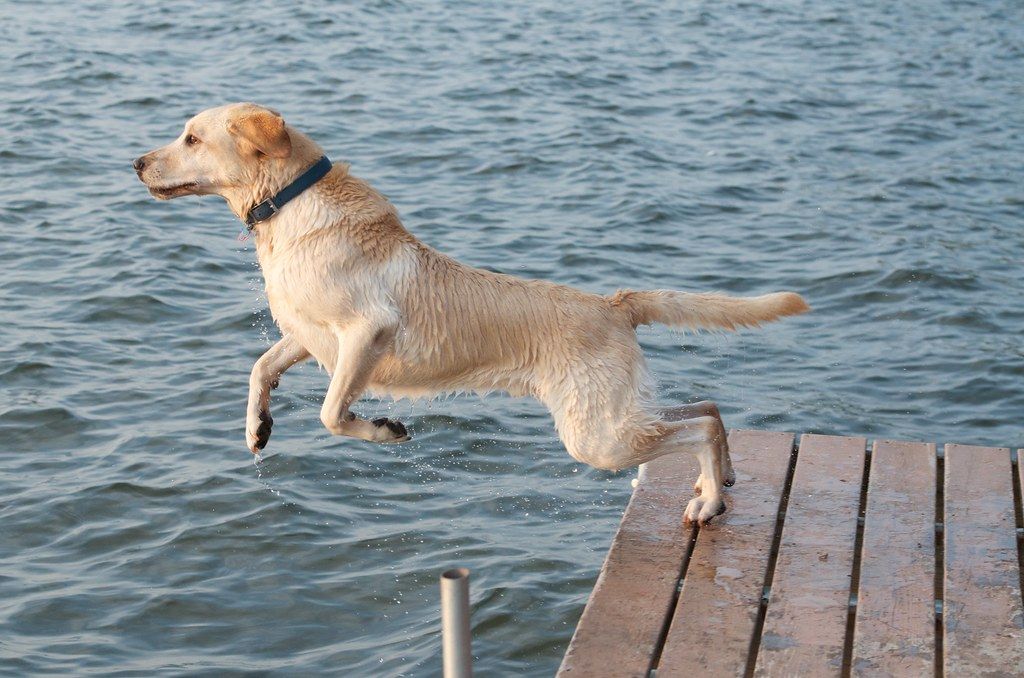 dock diving