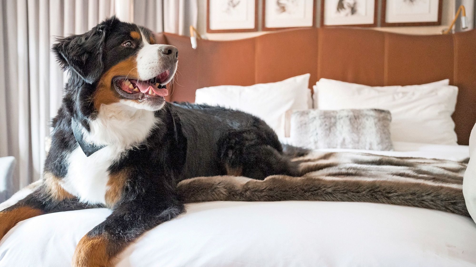 Dog Friendly Hotels