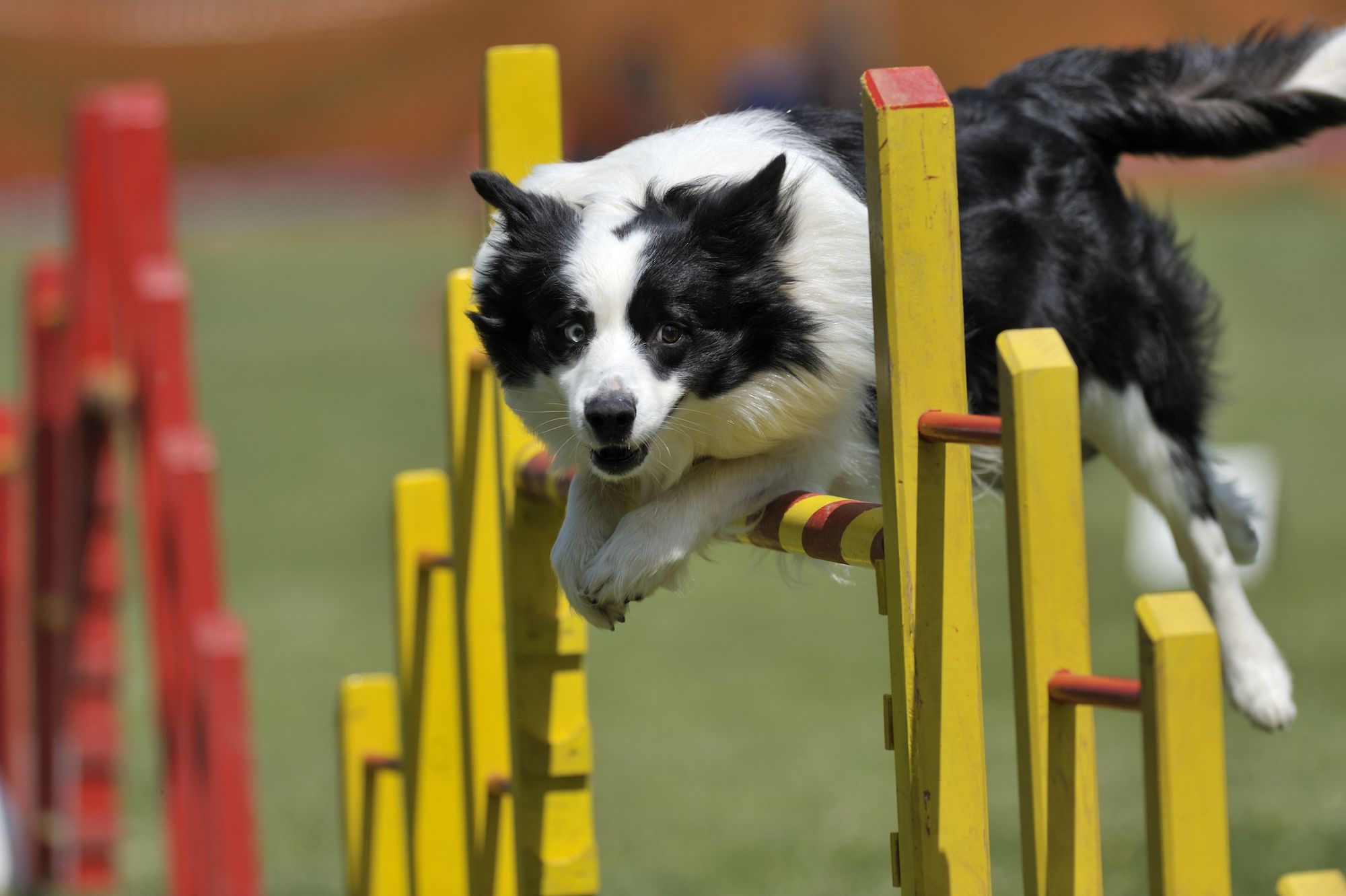 How to Train Your Dog in Agility Sports