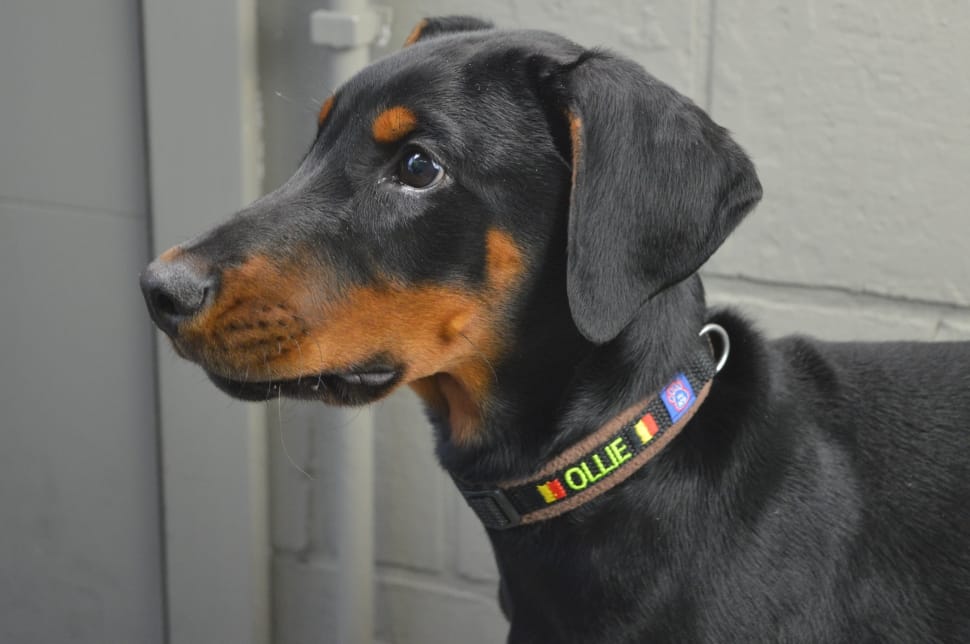 how to measure dog collar size