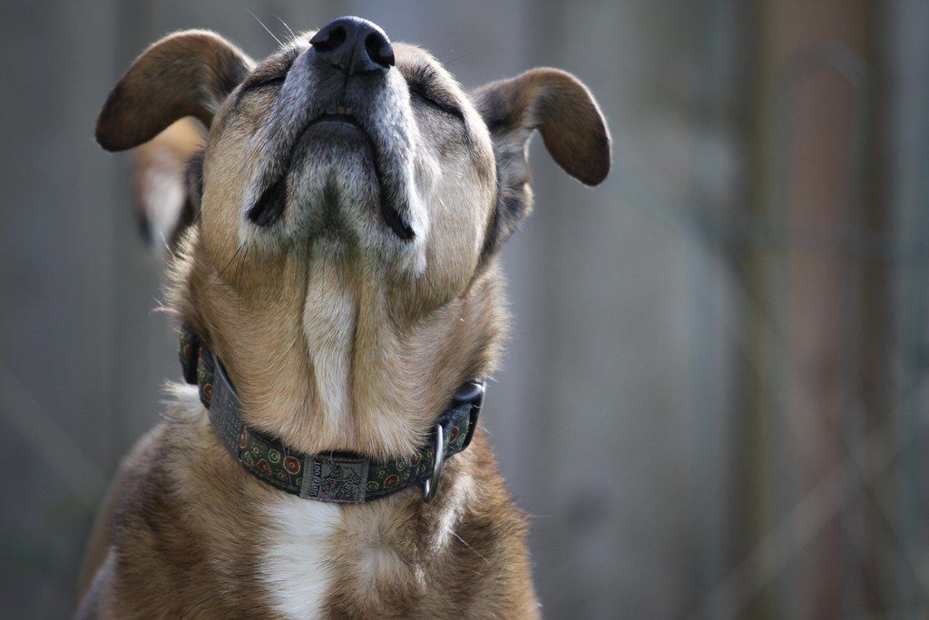 how to get smell out of dog collar