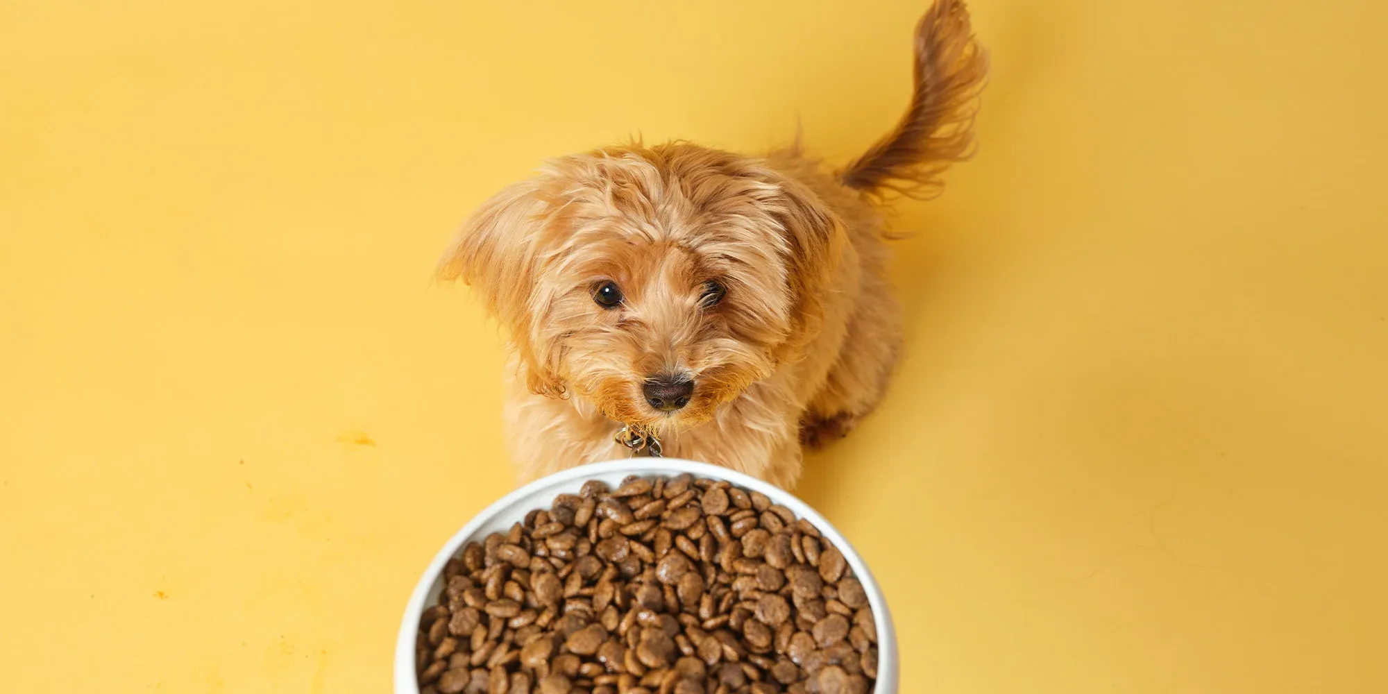 How long is dog food good for