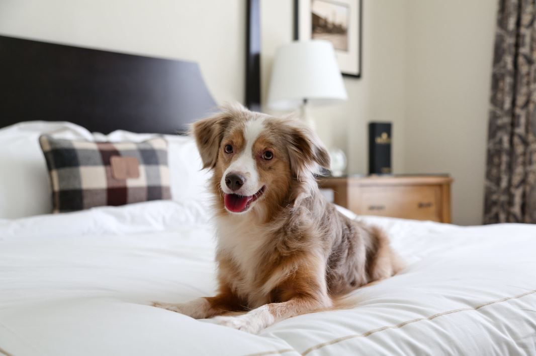 dog friendly hotels in las vegas