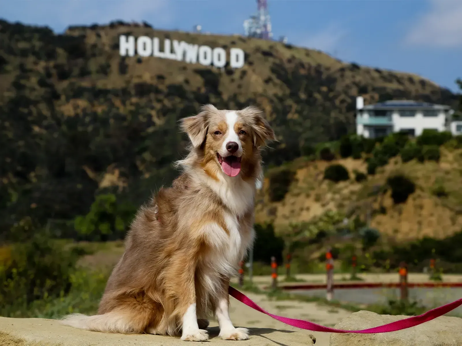 Top Things to Do with Your Dog in LA