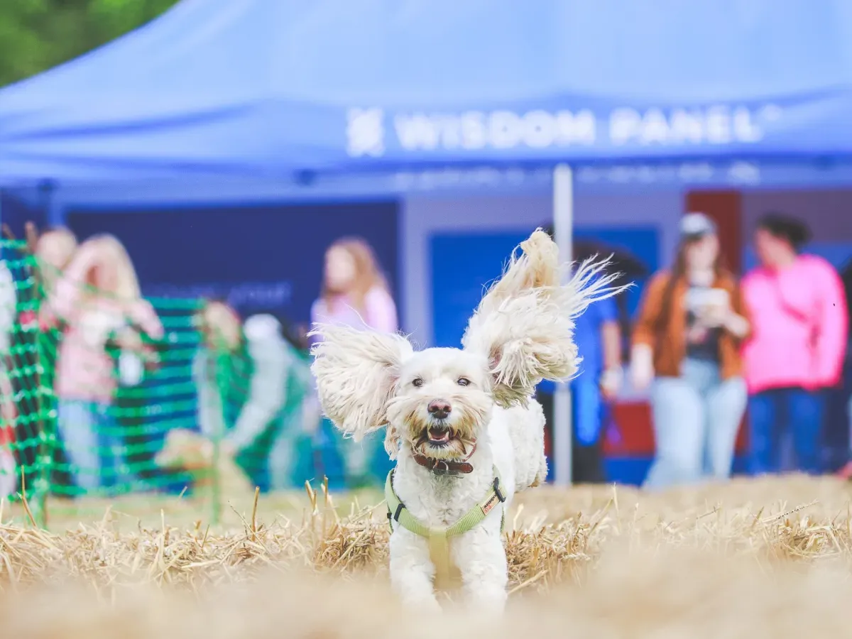 dog-friendly festivals