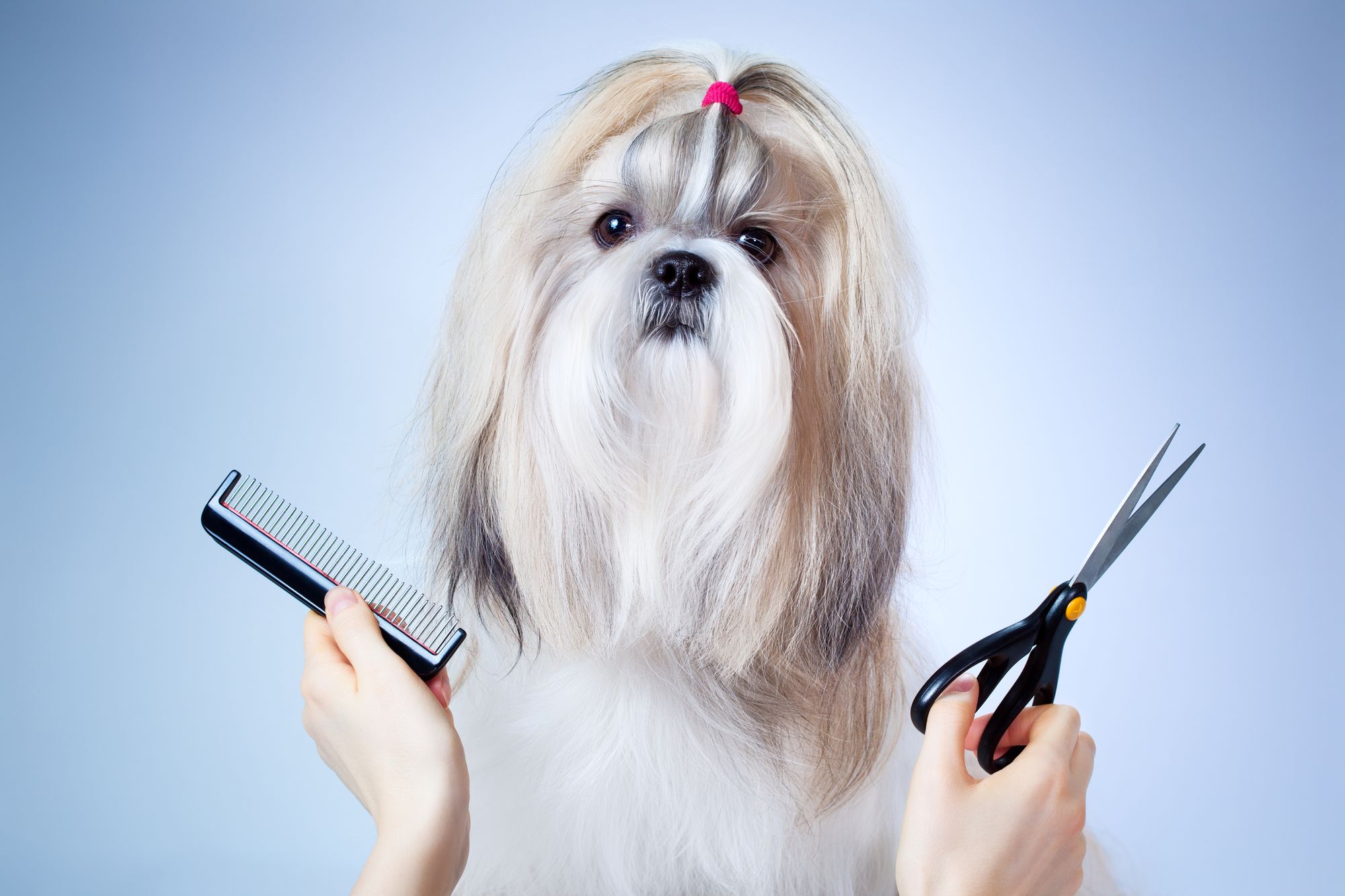 Dog Grooming and Spa Services