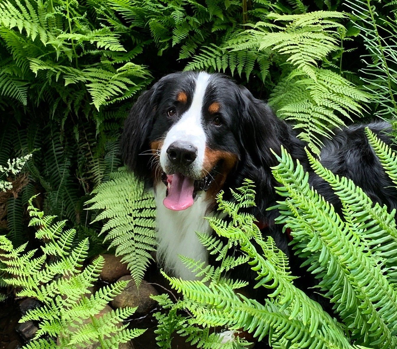 dogs and ferns poisoning