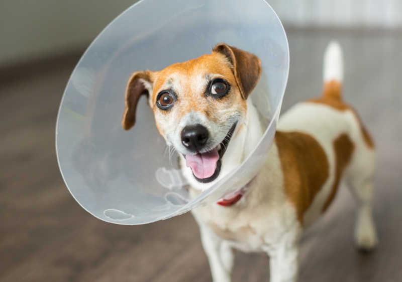 Spaying surgery for Dog