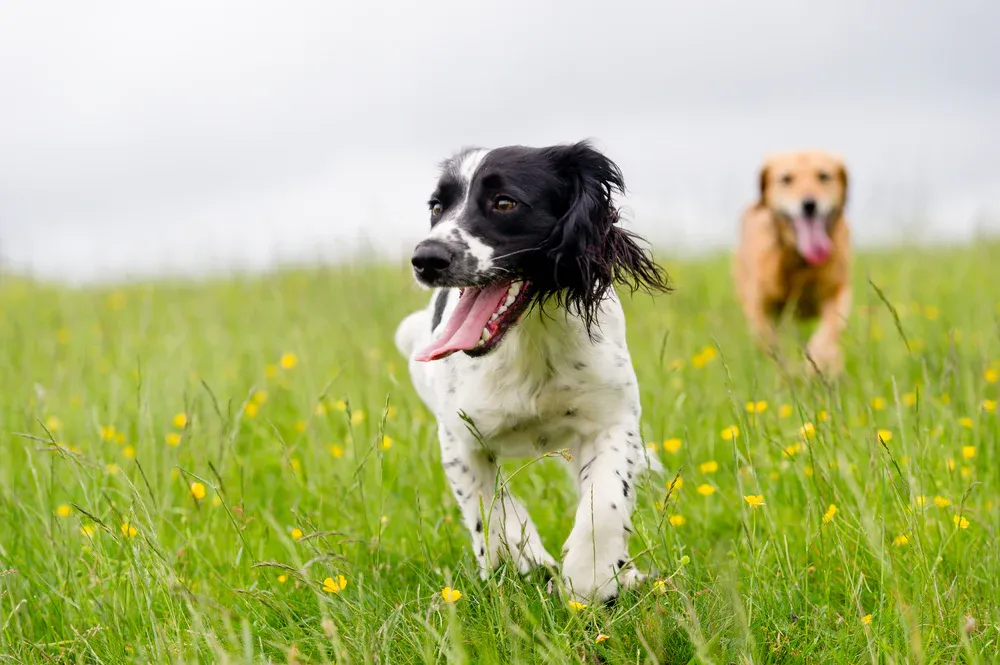 two dogs running in a grass field