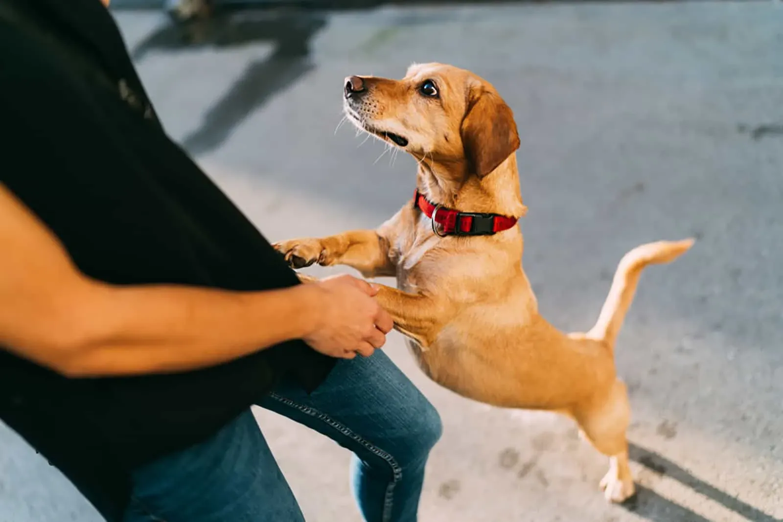 https://blog.tryfi.com/content/images/2023/09/dog-standing-on-hind-legs-while-is-lean-on-at-owners-leg-.webp
