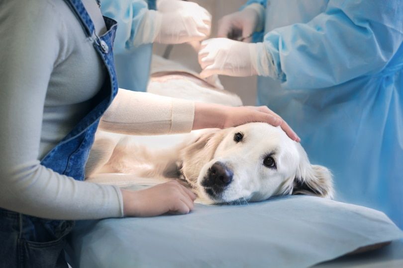 vet care for dog stitches
