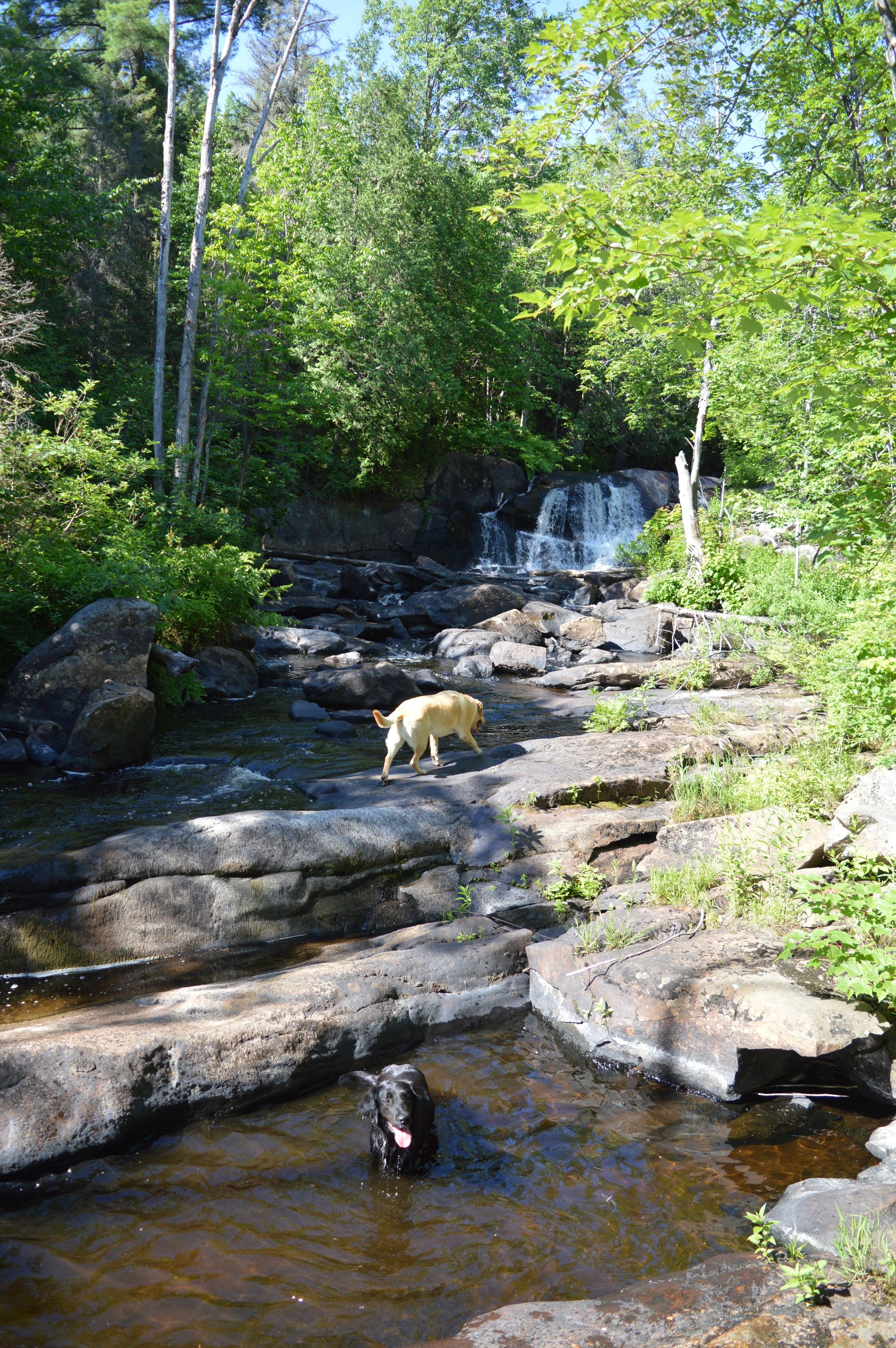 Dog-Friendly Hiking Trails with Waterfalls