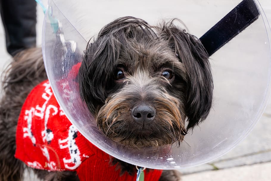 how long should a dog wear a collar after spay surgery