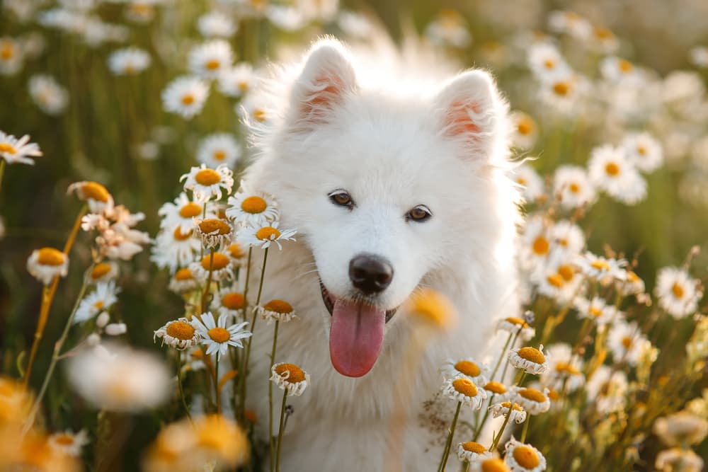 flowers and dogs