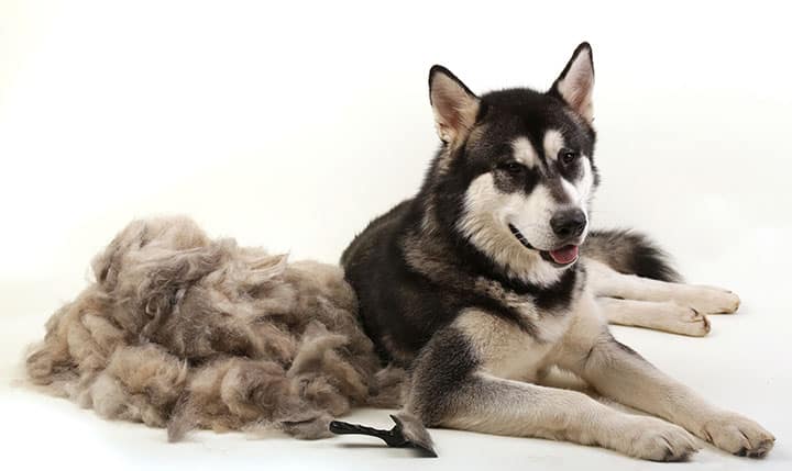 Fur vs. Hair in Dogs
