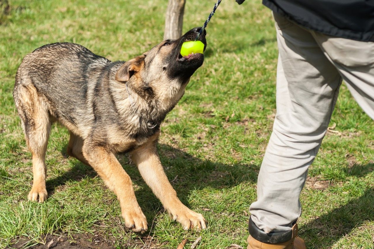 Role of Handlers in Dog Training