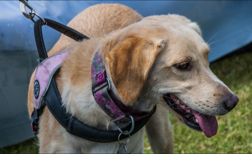 why use a dog harness instead of a collar