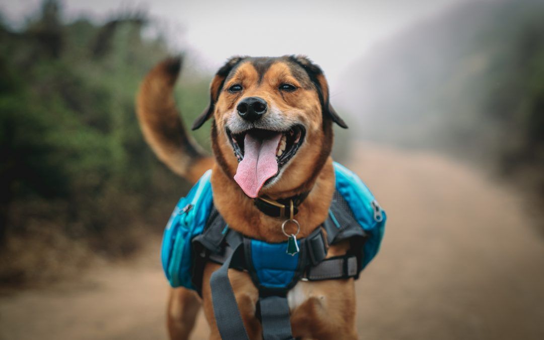 Hiking dog