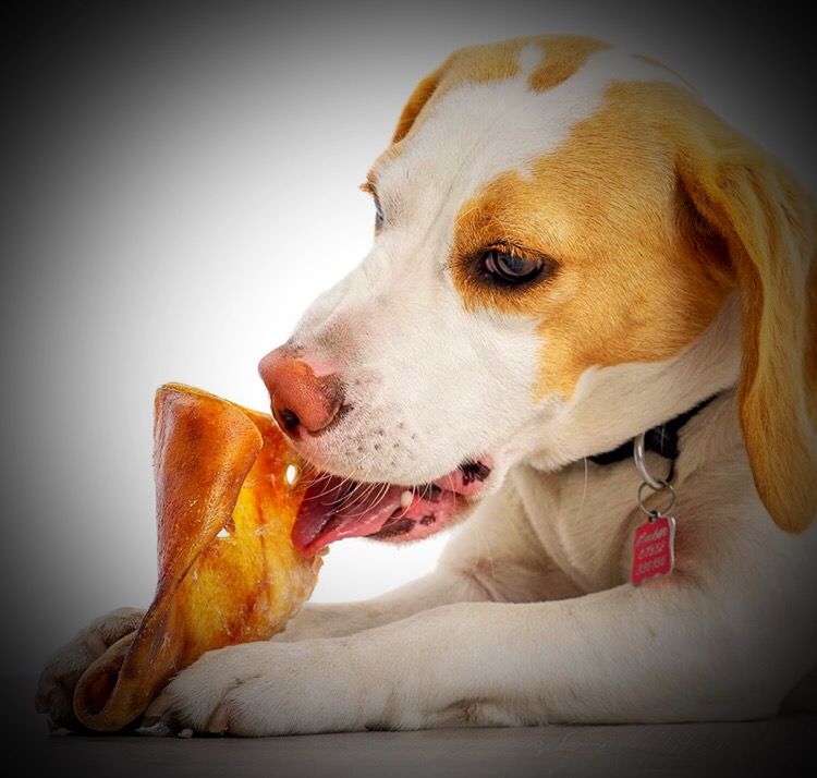 Dog eating Pig ear